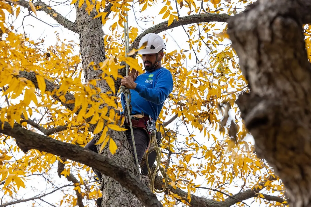 Skilled Tree Planing crew working in Whitehouse